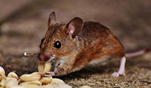 24 Hour & Emergency Exterminators in Casa Blanca, NM